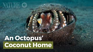 An Octopus Coconut Home [upl. by Llenra]