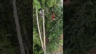 Chopping 2 trees at the same time treeworker [upl. by Ahsap]