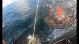 2024 Dungeness Crab Fishing NIGHT FIGHTER Trip 3 Day 2 More Big Crabs [upl. by Gordie203]