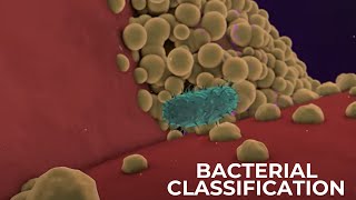 Classification of Bacteria on the basis of Respiration  Shapes amp Cell Wall Composition [upl. by Akina]