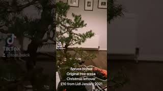 Spruce bonsai tree 2  years on from initial styling bonsai bonsaitree bonsaitreesforbeginners [upl. by Beatty]