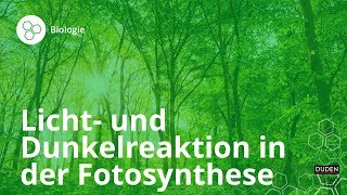 Licht und Dunkelreaktion in der Fotosynthese – Biologie  Duden Learnattack [upl. by Porett]