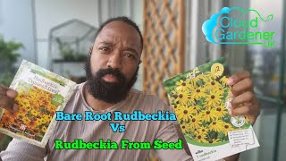 How to Grow Bare Root Rudbeckia vs Growing Rudbeckia from Seed [upl. by Alburg]