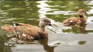 mama mandarin duck with duckling by Ani Male [upl. by Elleirb]