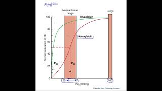 Myoglobins high O2 affinity [upl. by Clere]