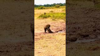 Reckless Baboons Fall Entering the Crocodiles Kingdom shorts wildlife [upl. by Leakcim871]