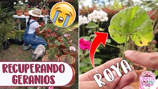 Tuve que CORTAR TODOS los GERANIOS novios LA ROYA LOS DAÑÓ │Candy Bu [upl. by Dorthea]