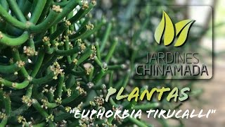 Plantas  Euphorbia tirucalli [upl. by Aihsikal600]