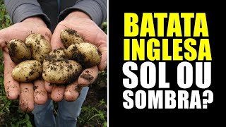 BATATA INGLESA GOSTA DE SOL OU SOMBRA [upl. by Sualk]