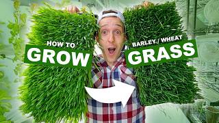 How To Grow FRESH Barley Grass amp Wheatgrass At Home In 10 Days [upl. by Nnaj]