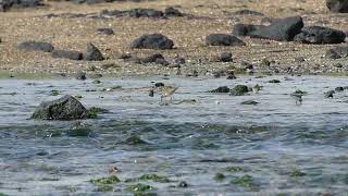 Broadbilled Sandpiper  Limicola falcinellus  20240912 Jeju Korea [upl. by Oeram]