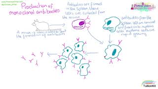 Monoclonal Antibodies [upl. by Yelyr]