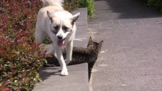 Poes en hond spelen samen [upl. by Kalila3]