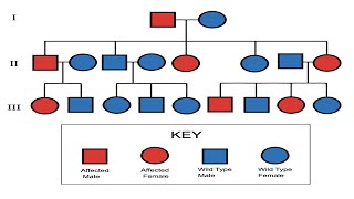 Pedigree Part 1  Mrs Biology [upl. by Verna]