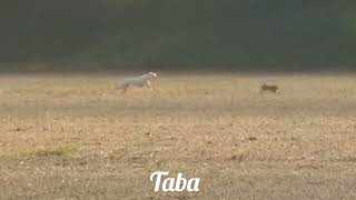 Dos liebres de hoy para Taba mano a mano [upl. by Shawna]