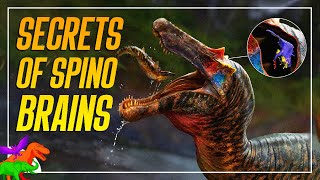 Shocking Truth of Spinosaur Brains Revealed  Spino Saga [upl. by Mannos]