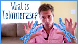 What Is Telomerase amp What Does It Do [upl. by Nauh]