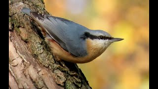 Brhlík lesní Eurasian nuthatch Kleiber  Boomklever Sittelle torchepot Trepador azul [upl. by Nhguaval]