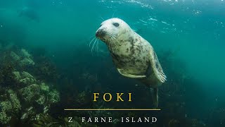 Foki z Farne Island  Farne Islands Seals [upl. by Campy]