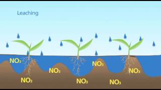 Nitrogen Leaching [upl. by Sig155]