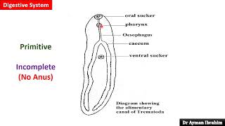 Para lec 2General Characters of Trematodes 309 kasr DrAyman 2025 [upl. by Redmond]