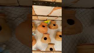 100 budgies birds sound in my colony shorts [upl. by Fiann]