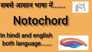 NOTOCHORD  In hindi and english  BIOLOGY  CHORDATES AND NON CHORDATES CLASS 11  NEET 2025 [upl. by Llekcir12]