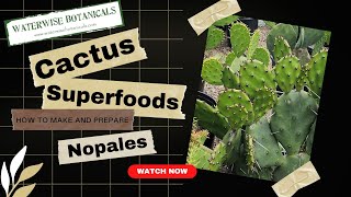 Cactus Superfood WwB [upl. by Shyamal]