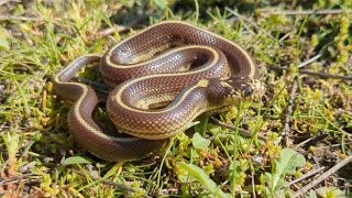 Field Herping  Socal January amp Early February Snakes [upl. by Georglana]