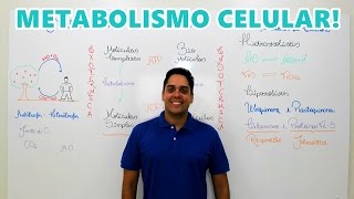 METABOLISMO CELULAR  INTRODUÇÃO [upl. by Kcuhc36]