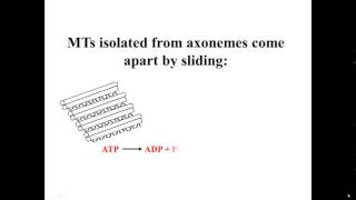 Sliding Microtubules [upl. by Salinas]