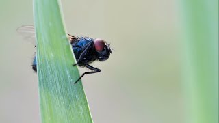 A Dead Bird and Blow Flies [upl. by Tilney]