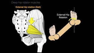 Deep hip rotator muscles [upl. by Elexa]