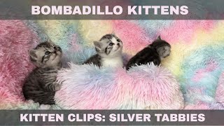 Cute silver tabby British Shorthair Bombadillo Kittens [upl. by Issi]