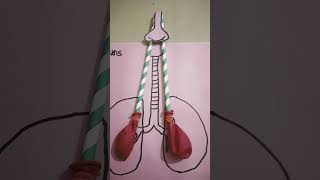 science project lungs kids model [upl. by Illek269]