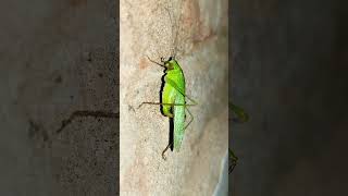 🦗🦗🦗Migratory Locust 🦗🦗🦗 trendingnatureviralmigratoryanimalsdiscoverynationalgeographic [upl. by Allemac]