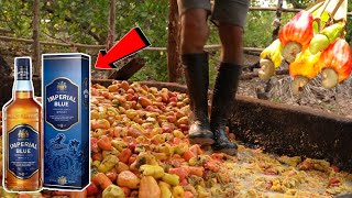 देखिए WINE कैसे बनती है  Traditional Wine Making Process  Cashew Liquor India [upl. by Lorraine]