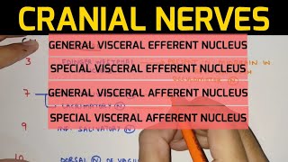 Cranial Nerves Anatomy  2  Nuclei of Cranial Nerve [upl. by Ojela952]