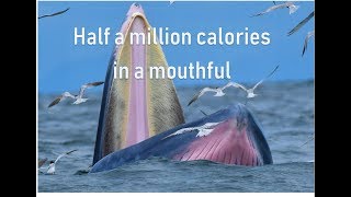 Half a million calories in a mouthful  filter feeding [upl. by Gayleen]