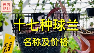 专业花店的17种球兰  名称和价格（加元）供球兰迷参考  头一次看见这么多品种，无语了 [upl. by Harland]