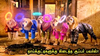 குட்டி நாய்களுக்கு கிடைத்த சூப்பர் மேன் சக்தி Hollywood Tamizhan [upl. by Nylzzaj]