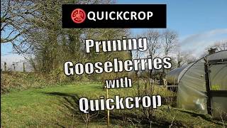 Pruning Gooseberries with Quickcrop [upl. by Inverson674]