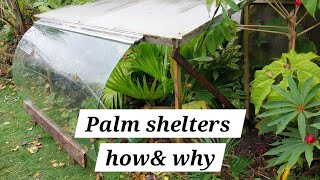 How amp why I protect palms over winter [upl. by Fulmer]