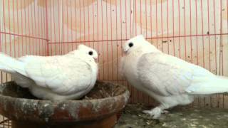 Oriental Frill Satinette Pigeon Video [upl. by Gavrah843]