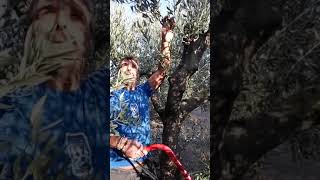 Κλάδεμα ελιάς 2Olive Tree pruning Part 2 [upl. by Judenberg]