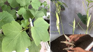 Growing Okra from Seeds to Harvest in foam container at home [upl. by Eyot]