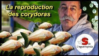 La reproduction des corydoras  Nouveau portrait daquariophile  ✔ [upl. by Crispin179]