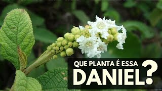 QUE PLANTA É ESSA DANIEL Ervabaleeira [upl. by Aicertap]