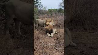 Leones hermanos Plains Camp male lions shorts lions wildlife bigcats [upl. by Mokas]