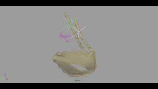 Iguana Breathing XROMM animation of costal cartilages 1 amp 2 with muscle attachment points shown [upl. by Ellehcsar6]